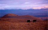 Cattle
