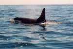 Whale Watching