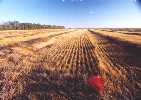 Canadian Wheat Field