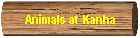 Animals at Kanha