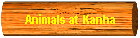Animals at Kanha