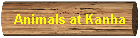 Animals at Kanha