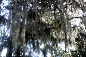 spanish moss