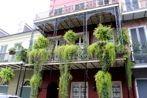 ferns