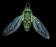 jarflys.com