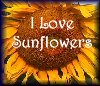 I Love Sunflowers
