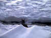 rabbit.jpg (106264 bytes)