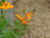 spec3.JPG (57693 bytes)