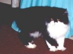 Krittrkornr Zorro, born March 1988
