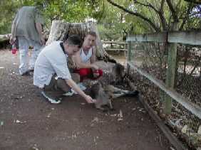 more 'roos