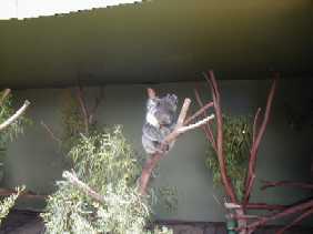 still more 'roos...