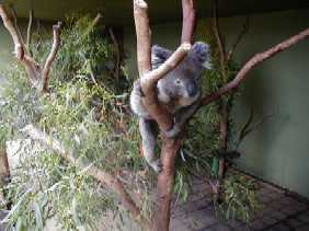 koala