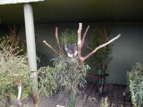 koala