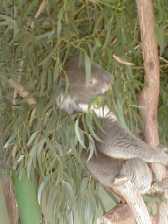 koala