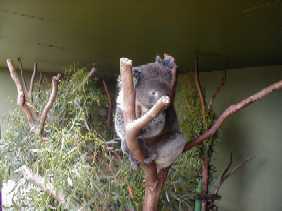 koala