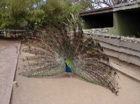 peacock's ass