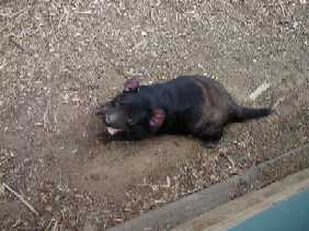 looks like a rat