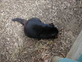devil eating rabbit