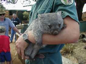 wombat