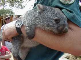 wombat