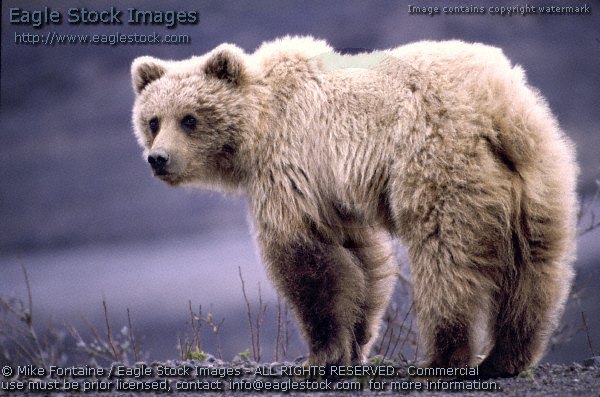 bear