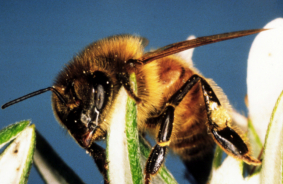 bee