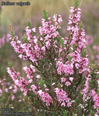 heather