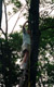 Installing Rings up in Tree