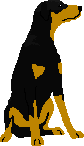 Rex