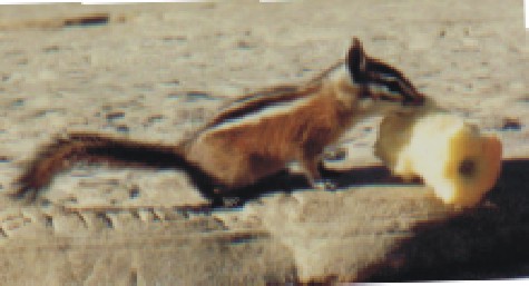 Oh! A Chipmunk