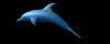 I'm not a dog i'm a dolphin