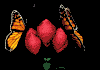 Look! Pretty little flowers and butterflies!!!