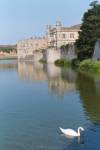 'Swan in Leeds Castle Moat' - Maidstone, UK - by Dan Karran