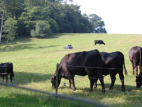 Cows on the Biltmore grounds