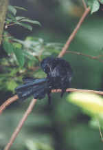 bird_b.jpg (128548 bytes)