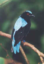 bird_c.jpg (260614 bytes)