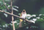 bird_d.jpg (152144 bytes)