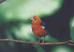 bird_e.jpg (259164 bytes)