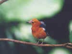 bird_f.jpg (213585 bytes)