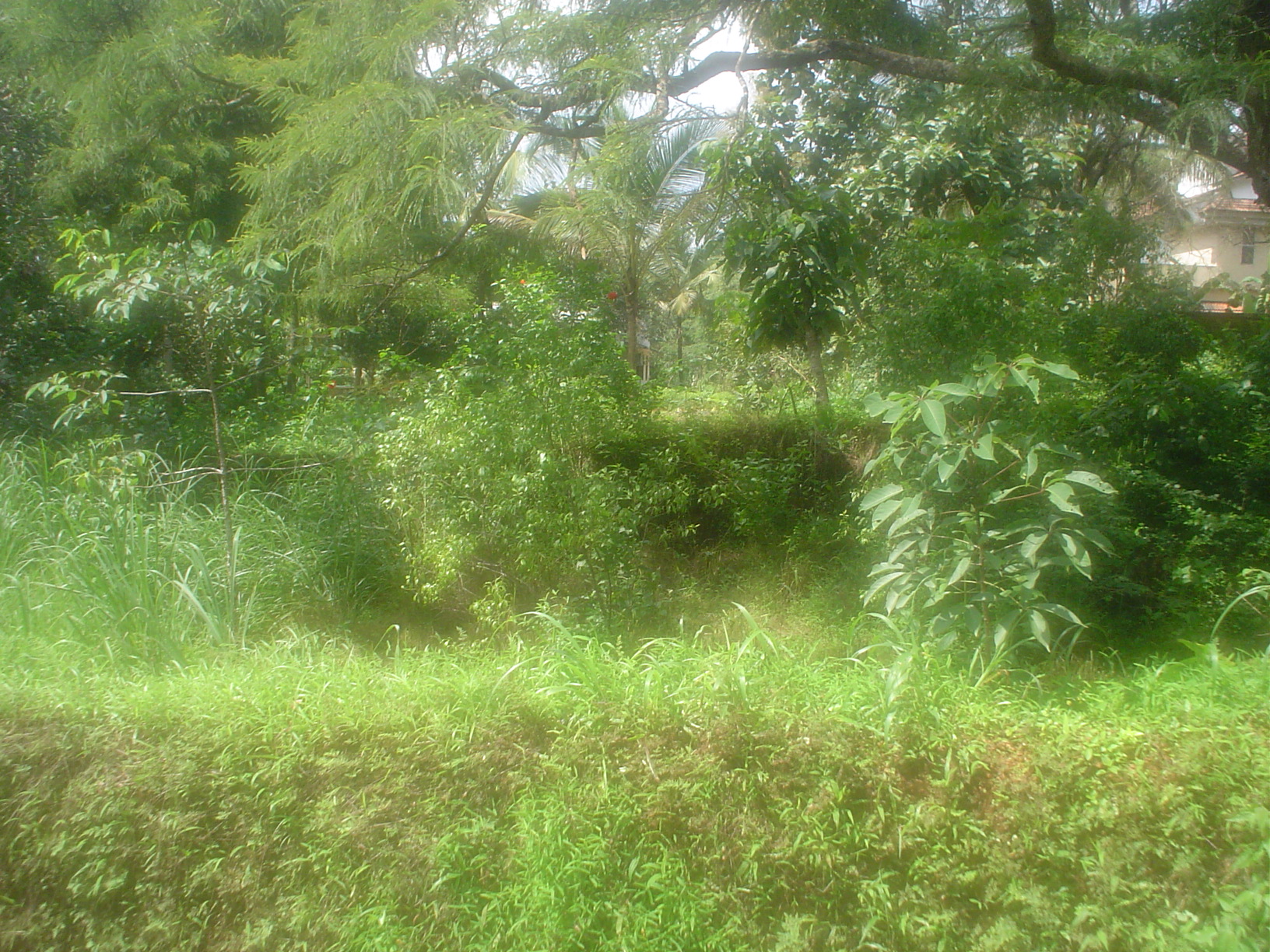 The Bodies of 17 Cheroor Freedom Fighters were found here (Poocholamad)