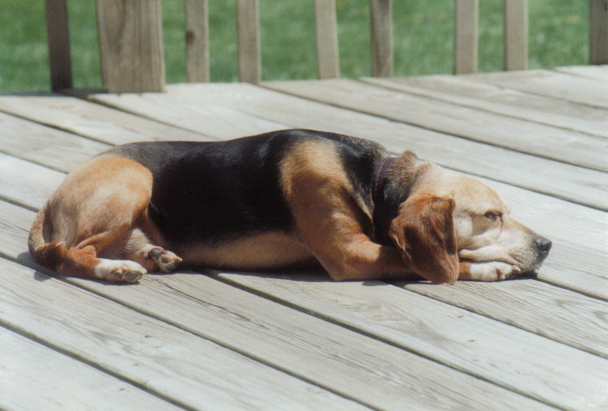 Abby lazing away in the sun.