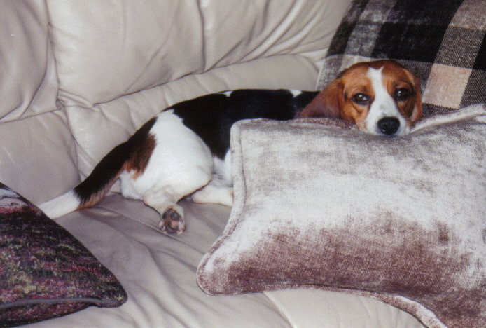 Ella snuggled up on the couch.
