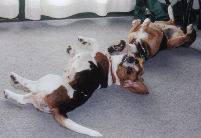 Ella and Abby playing in the living room.