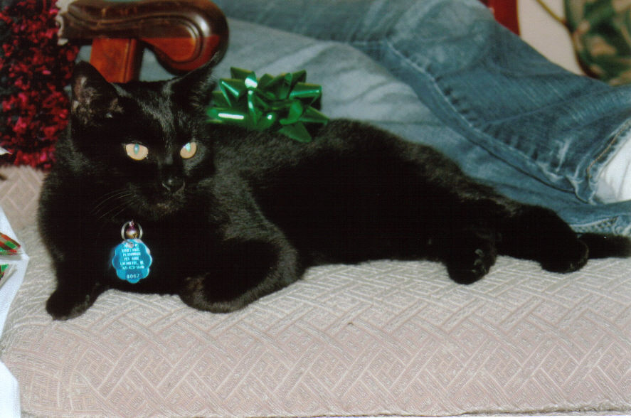 Sadie proudly wears a Christmas bow because she truly believes she is the best gift anyone could ever receive!