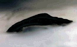 A dragonsnake's deadly razor-sharp fin