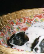 dogs01.jpg (7885 bytes)
