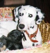 dogs02.jpg (9579 bytes)