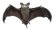 batpic.jpg