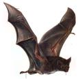 goodbat.jpg