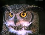 owl.jpg